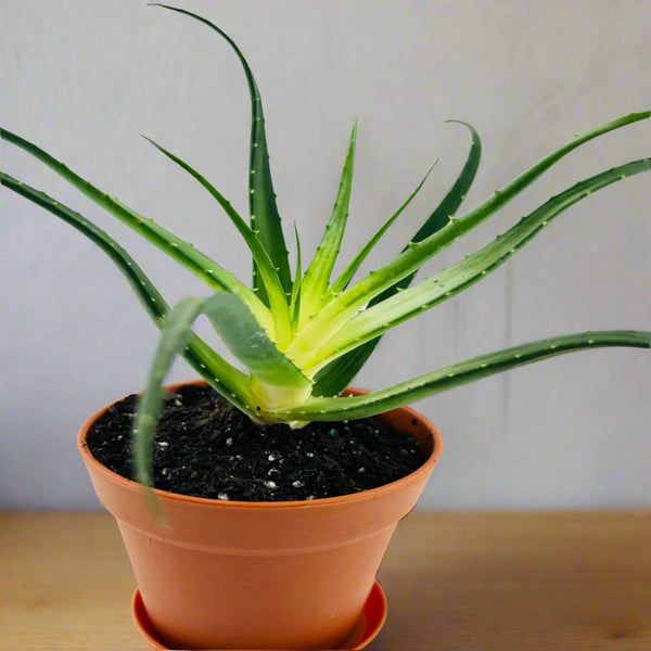 ALOE VERA SOLAR FLARE– The Green Corner