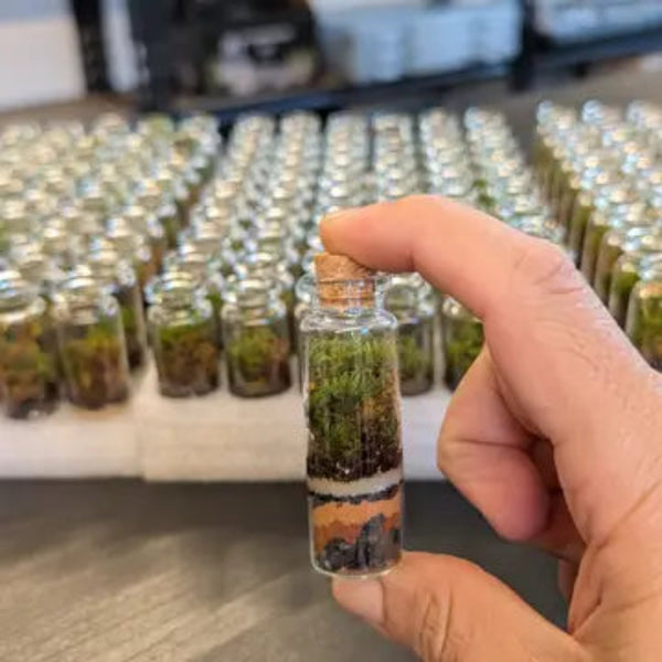 Mini Terrariums